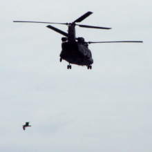 Chinook helicopter and a sea bird
